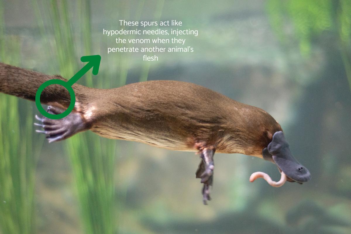 Is Platypus Venom Dangerous To Humans Effects Dangers Explained