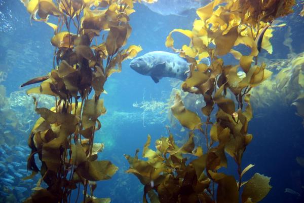 Kelp Forest Plants and Animals