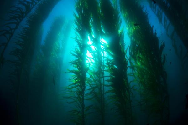 Kelp Forest Plants and Animals - What are kelp forests?