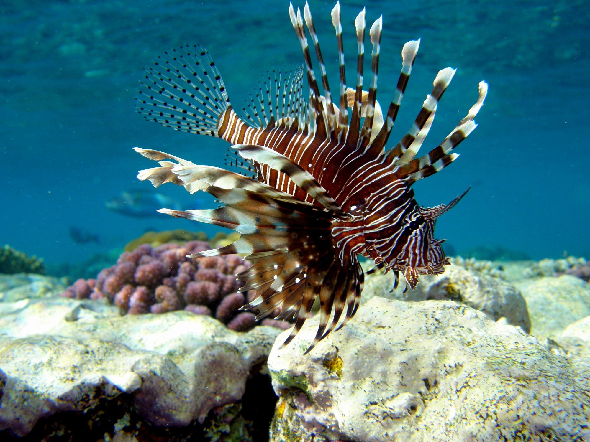 Lionfish As Invasive Species Causes And Prevention Lionfish As Invasive Species Causes And Prevention