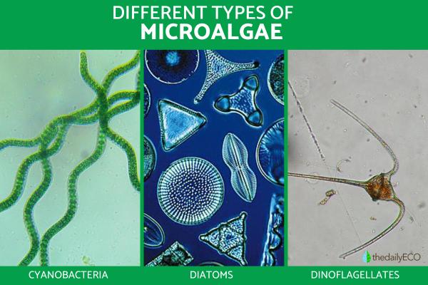 What Are Microalgae? - Examples of microalgae