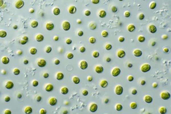 What Are Microalgae?