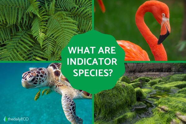 What Are Indicator Species?