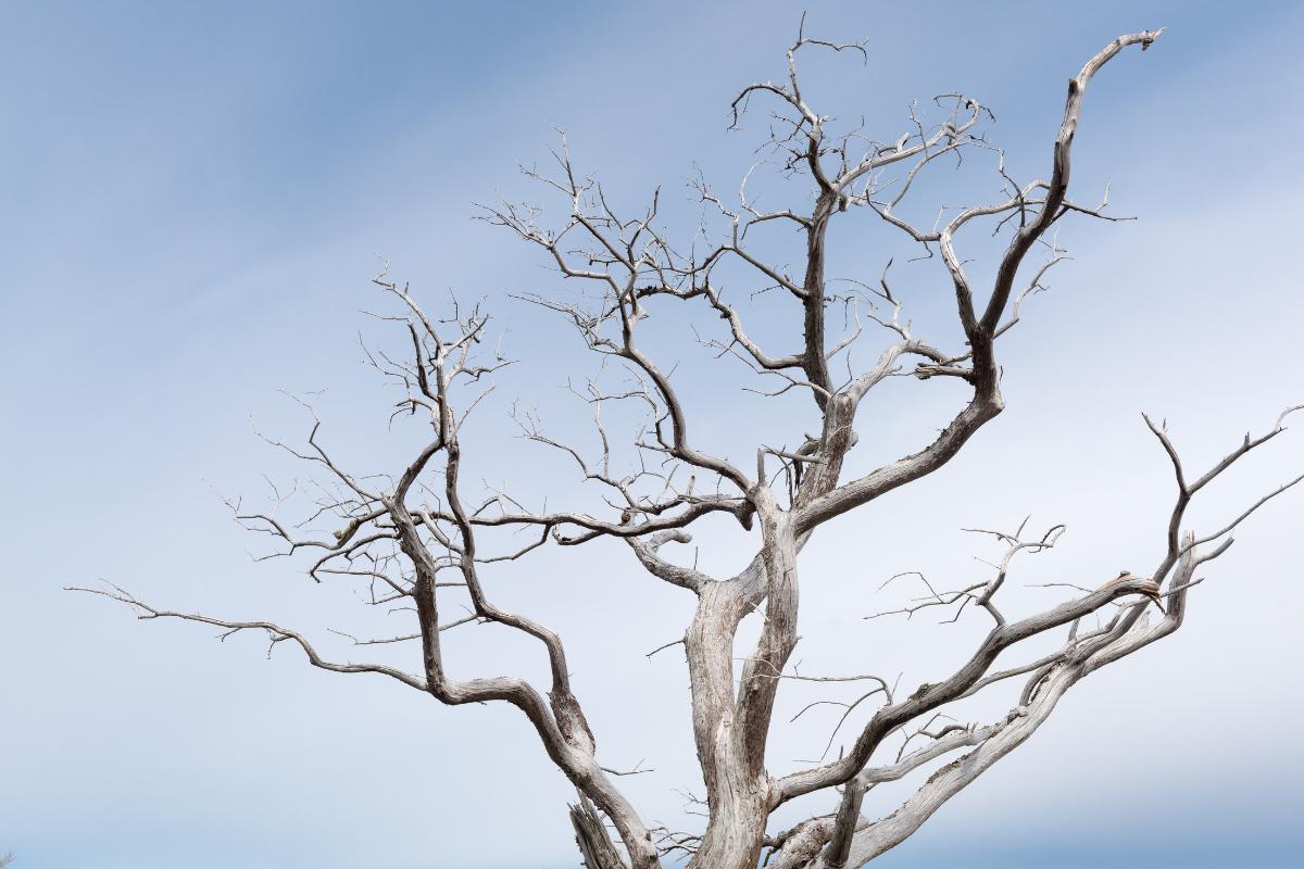 How Do You Tell if a Tree Is Fully Dead?