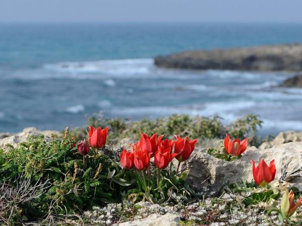 What Are Tracheophytes Plants? - What are tracheophytes plants?