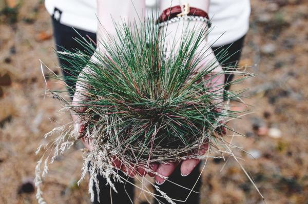 Do Plants Know When They Are Being Eaten?