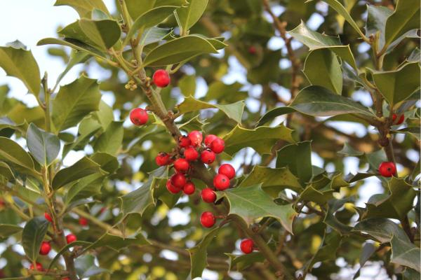 Common Holly Diseases and Pests