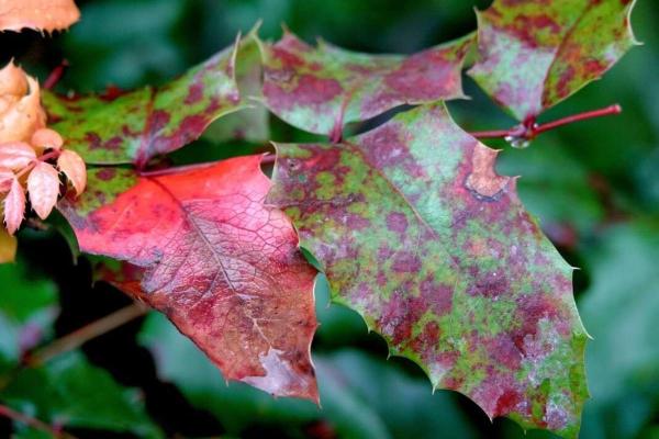 Common Holly Diseases and Pests - Holly leaf miner