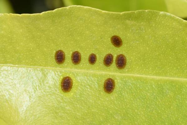 Common Holly Diseases and Pests - Scale insects