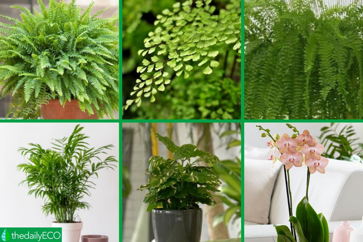 Do Plants Absorb Humidity at Sarah Lee blog
