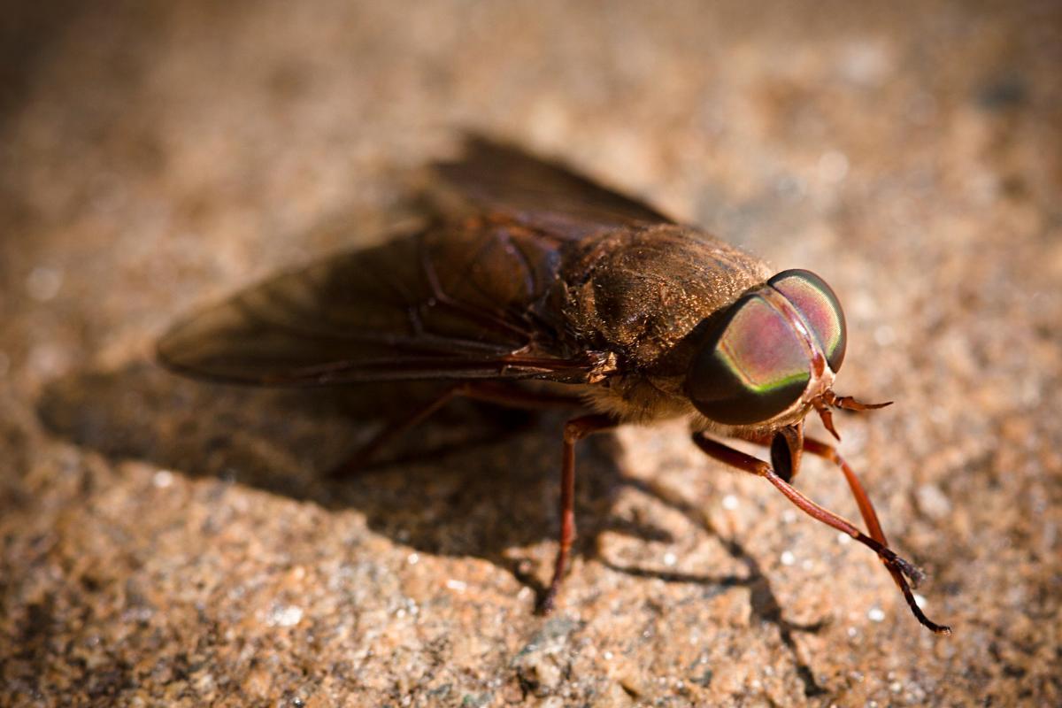 Why Do Flies Rub Their Hands Together? Hand Rubbing in Flies