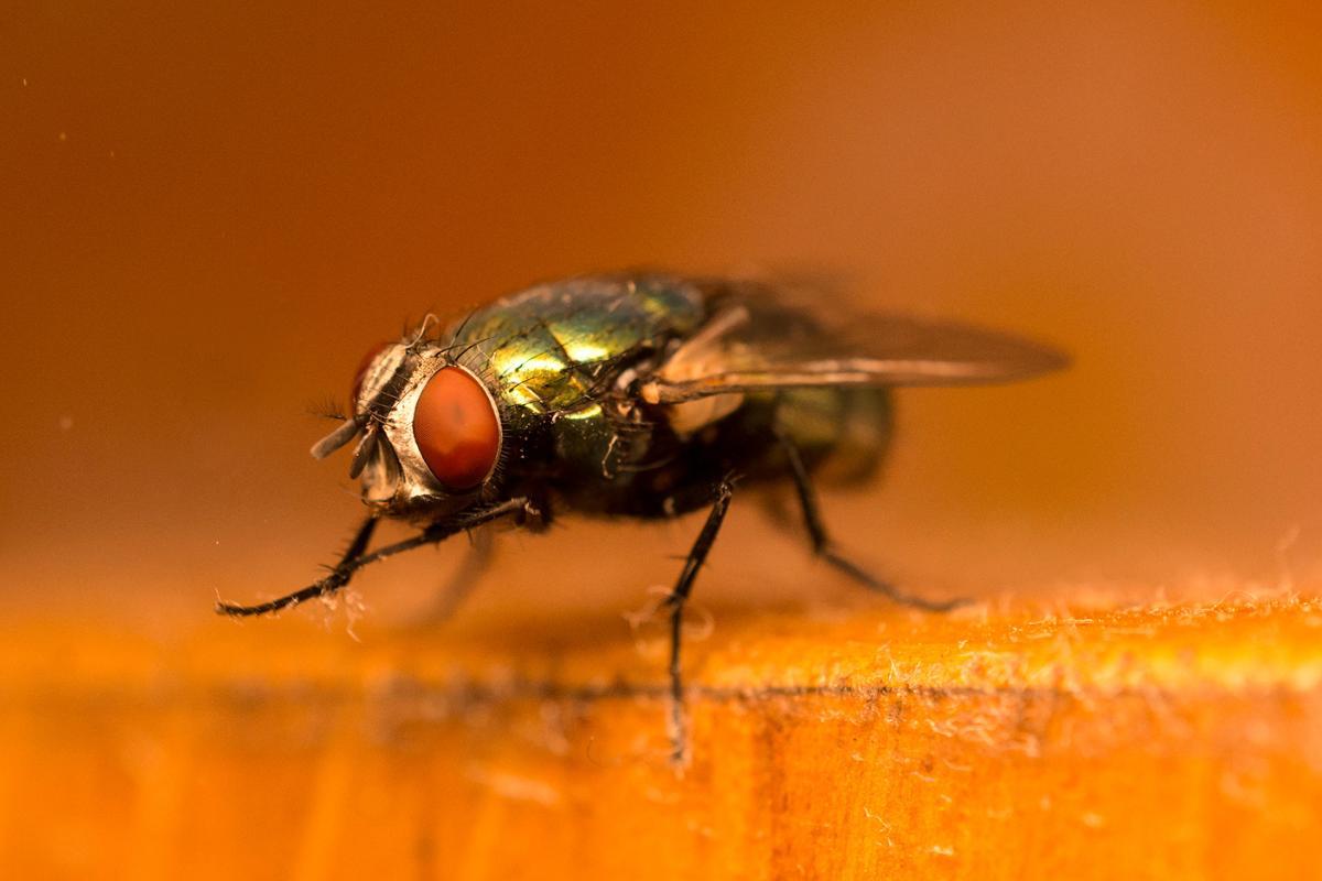 Why Do Flies Rub Their Hands Together? Hand Rubbing in Flies