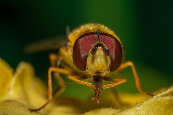 Why Do Flies Rub Their Hands Together?