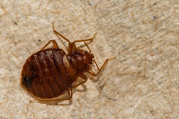 Can Bed Bugs Fly? - Do common bed bugs fly?