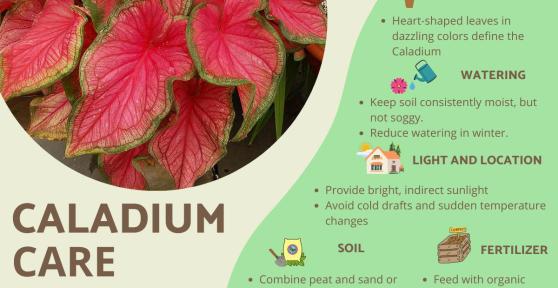 Caladium Plants - Care, Watering and Propagation