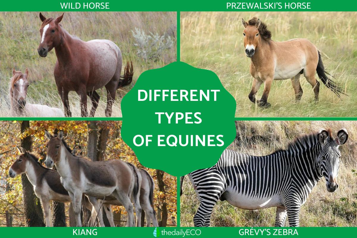 What Are Equine Animals?