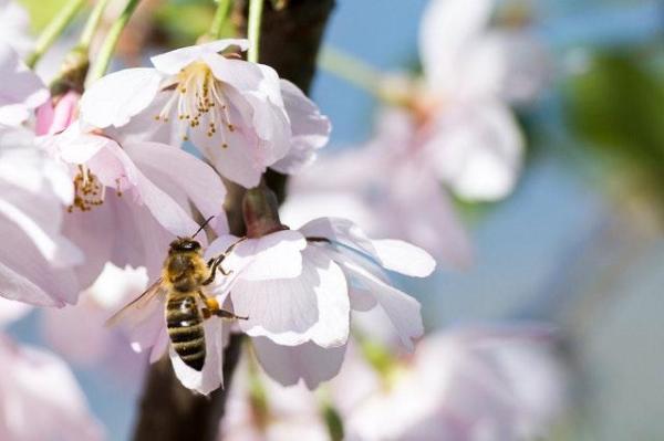 How Do Insects Breathe? - Tracheal Respiration - What animals use tracheal respiration?