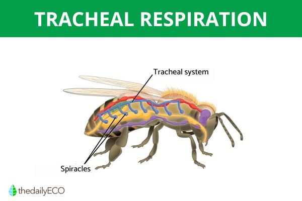 How Do Insects Breathe? - Tracheal Respiration - What is tracheal respiration?