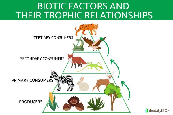 What Are Biotic Factors? - Classification of biotic factors