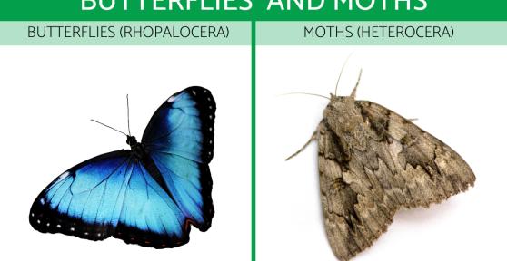 Differences Between Butterflies and Moths