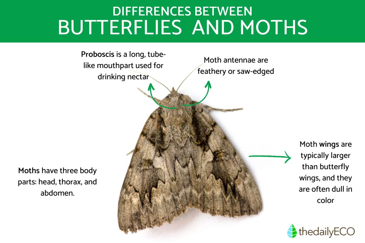 Butterflies vs Moths Key Differences to Tell Them Apart