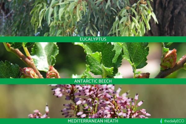 Pyrophytic Plants - Types of Pyrophytes - Examples of pyrophytic plants