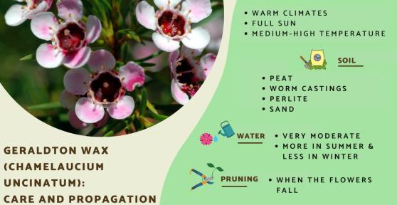 Geraldton Wax Plant Care and Propagation