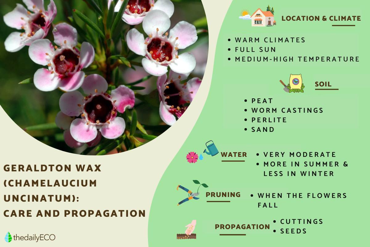 Geraldton Wax Plant Care And Propagation - Chamelaucium Uncinatum Care 