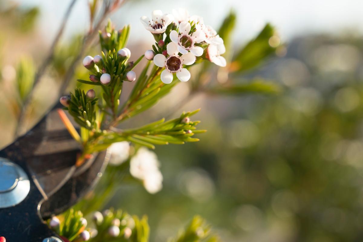 Geraldton wax plant care Geraldton wax plant care