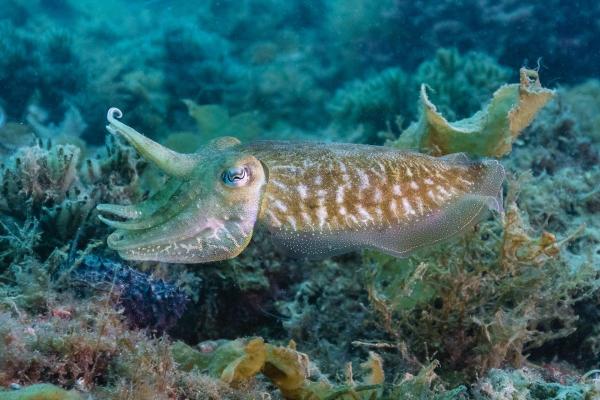 Difference Between Squid and Cuttlefish - Cuttlefish characteristics