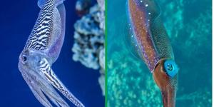 Difference Between Squid and Cuttlefish