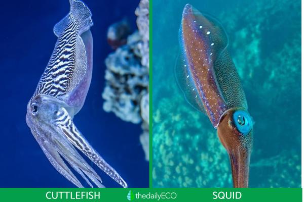 Difference Between Squid and Cuttlefish