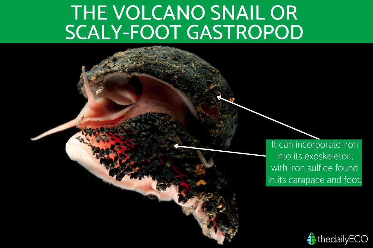 Volcano Snail or ScalyFoot Gastropod Feeding, Reproduction and Other