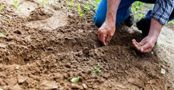 What is Soil Science Study? - Definition and Importance