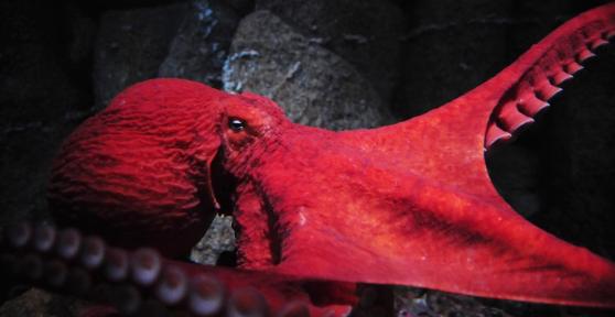 Is an Octopus a Mollusk?
