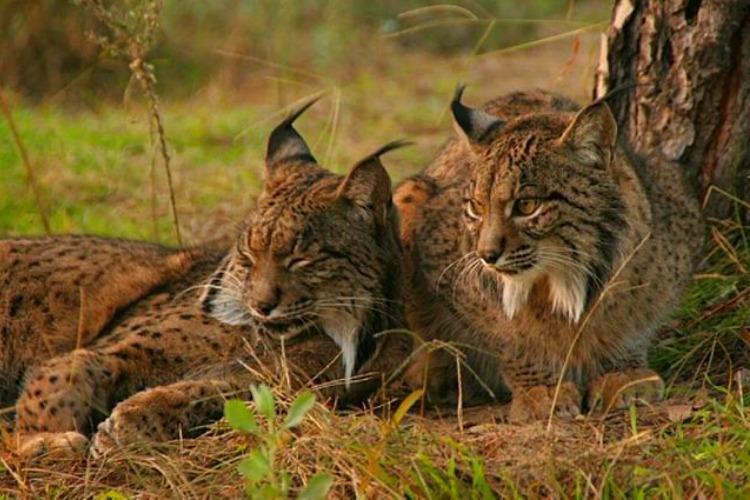 4 Different Types of Lynx Cat - Lynx Cat Species With Photos