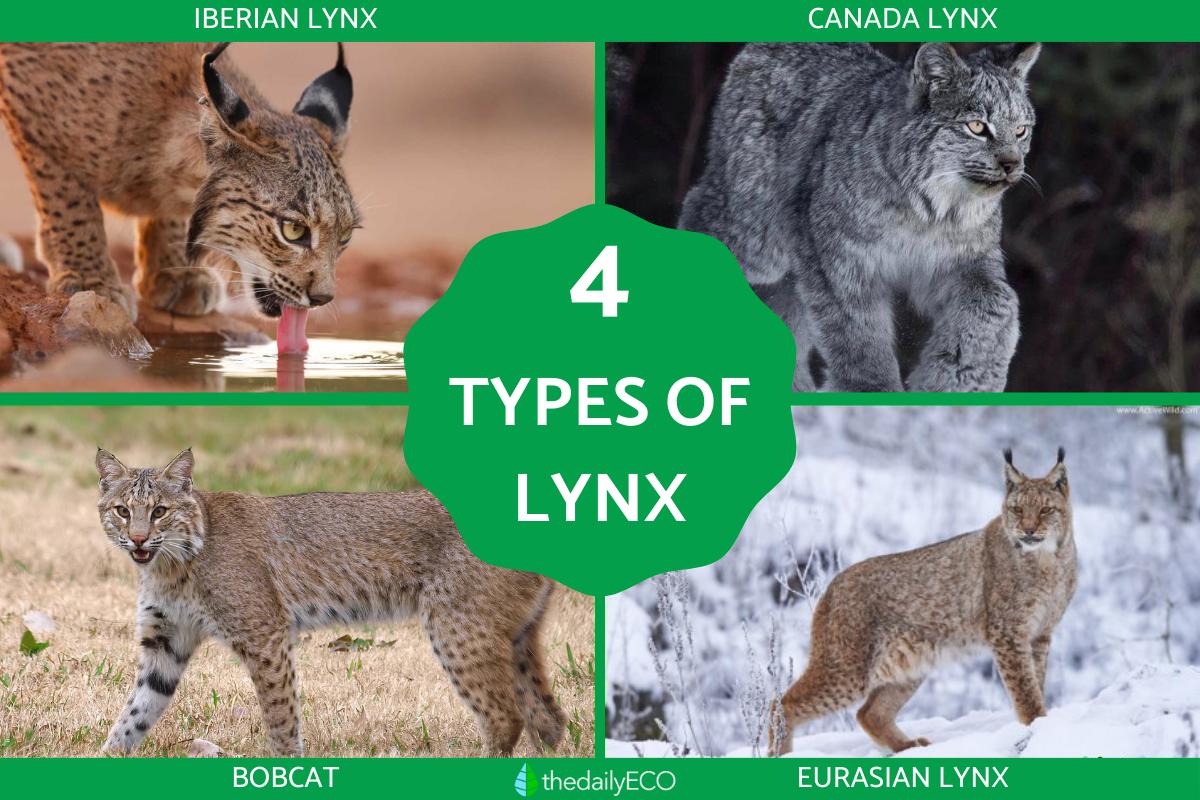 Different Types of Lynx Cat