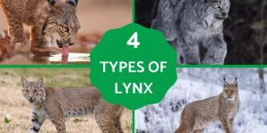 Different Types of Lynx Cat