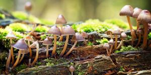 10 Fun Fungi Facts