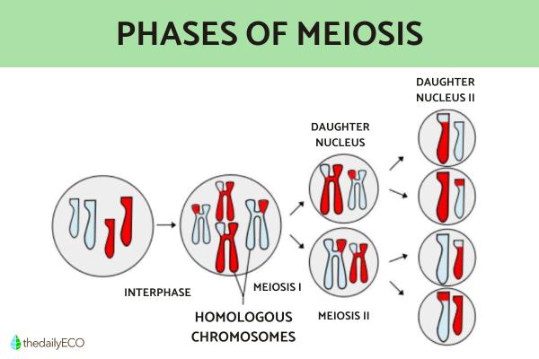 Difference Between Mitosis and Meiosis in Cell Division - Definition and phases of meiosis