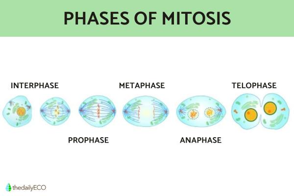 Difference Between Mitosis and Meiosis in Cell Division - Definition and phases of mitosis