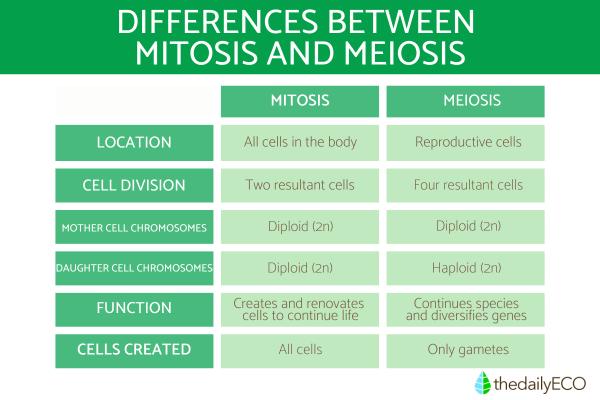 Difference Between Mitosis and Meiosis in Cell Division - Difference between mitosis and meiosis explanation