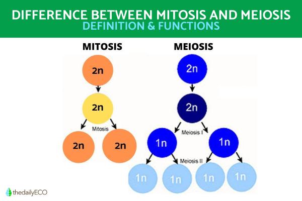 Difference Between Mitosis and Meiosis in Cell Division