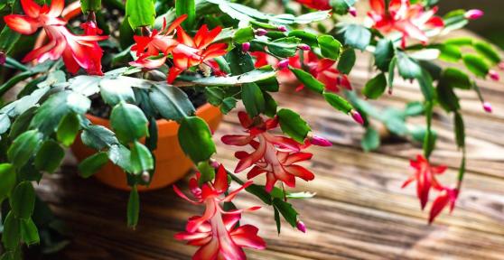 Why Are My Christmas Cactus Leaves Wrinkly?