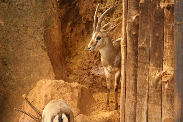 10 Different Gazelle Species - Characteristics, Traits & Adaptations