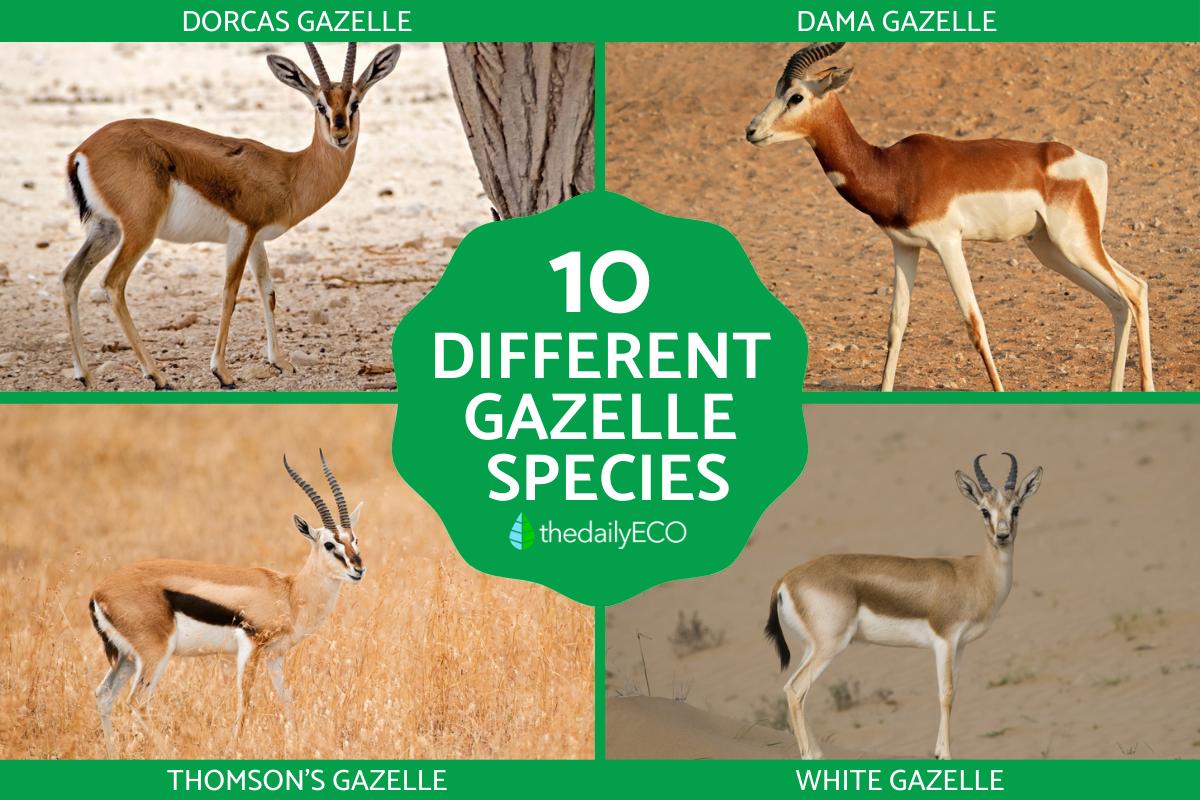 Different Gazelle Species