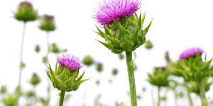 Benefits of Milk Thistle - Properties, Uses and Contraindications