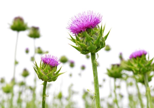 Benefits of Milk Thistle - Properties, Uses and Contraindications