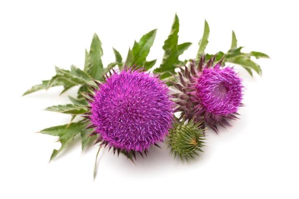 Benefits of Milk Thistle - Properties, Uses and Contraindications - Characteristics of milk thistle