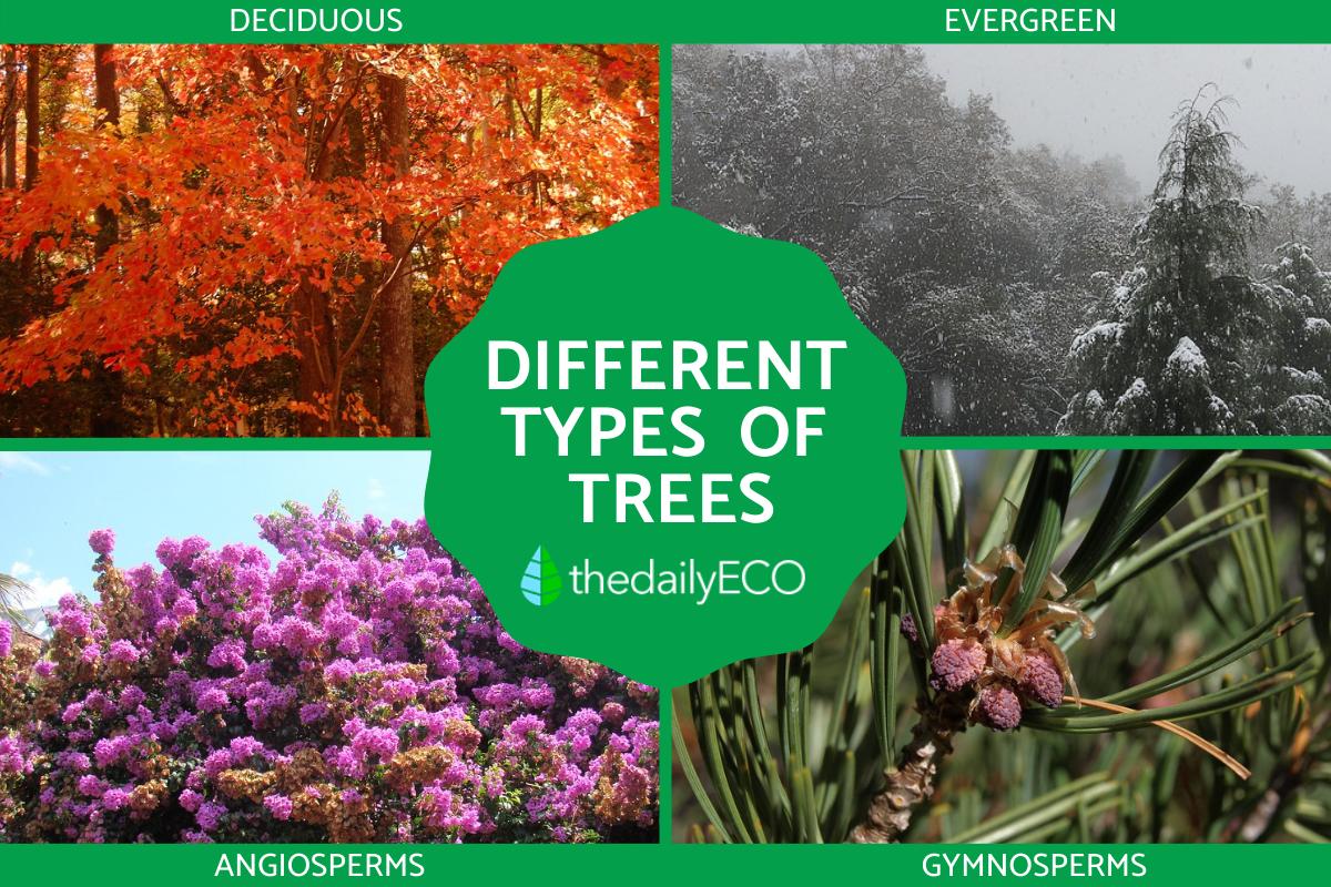 Different Types of Trees